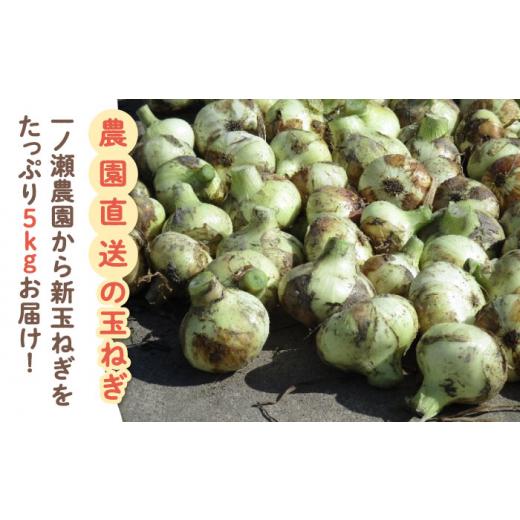 ふるさと納税 野菜類 玉ねぎ 佐賀県 白石町  農家直送 こだわり 新玉ねぎ （サイズ混合） 約5kg 一ノ瀬農園 早生 玉葱 野菜 佐賀県 白石 IBQ003の画像