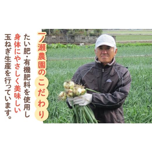 ふるさと納税 野菜類 玉ねぎ 佐賀県 白石町  農家直送 こだわり 新玉ねぎ （サイズ混合） 約5kg 一ノ瀬農園 早生 玉葱 野菜 佐賀県 白石 IBQ003の画像