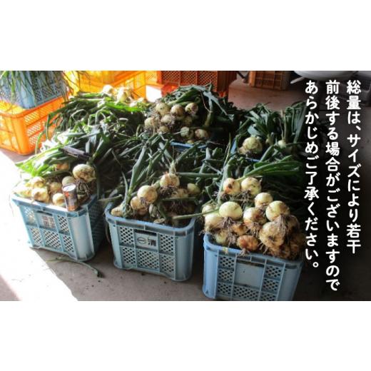 ふるさと納税 野菜類 玉ねぎ 佐賀県 白石町  農家直送 こだわり 新玉ねぎ （サイズ混合） 約5kg 一ノ瀬農園 早生 玉葱 野菜 佐賀県 白石 IBQ003の画像