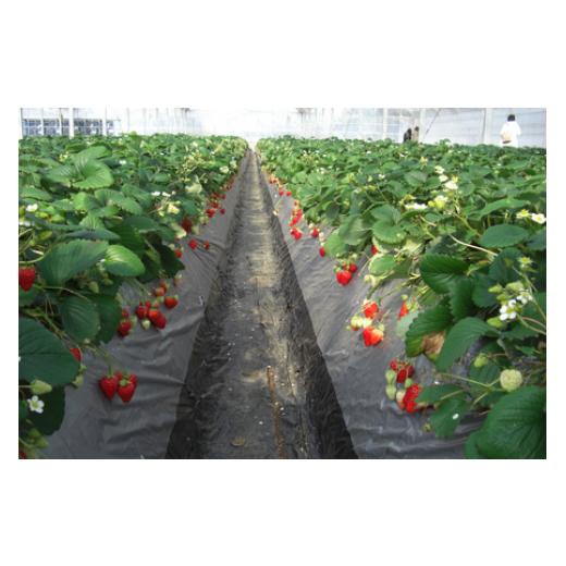 ふるさと納税 体験チケット 千葉県 東庄町  磯山観光いちご園 いちご狩り30分食べ放題チケット4枚 いちご 苺 イチゴ 体験チケット いちご狩り 果物狩り 体験 … |  | 02