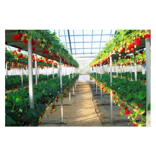 ふるさと納税 体験チケット 千葉県 東庄町  磯山観光いちご園 いちご狩り30分食べ放題チケット4枚 いちご 苺 イチゴ 体験チケット いちご狩り 果物狩り 体験 … |  | 03