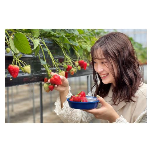 ふるさと納税 体験チケット 千葉県 東庄町  磯山観光いちご園 いちご狩り30分食べ放題チケット4枚 いちご 苺 イチゴ 体験チケット いちご狩り 果物狩り 体験 … |  | 04