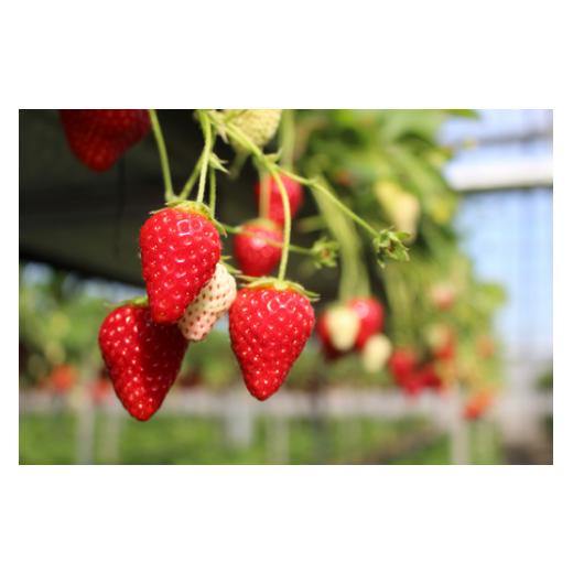 ふるさと納税 体験チケット 千葉県 東庄町  磯山観光いちご園 いちご狩り30分食べ放題チケット4枚 いちご 苺 イチゴ 体験チケット いちご狩り 果物狩り 体験 … |  | 07