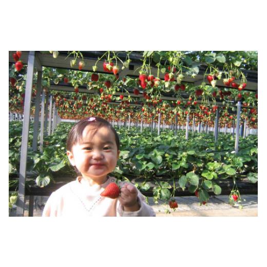 ふるさと納税 体験チケット 千葉県 東庄町  磯山観光いちご園 いちご狩り30分食べ放題チケット4枚 いちご 苺 イチゴ 体験チケット いちご狩り 果物狩り 体験 … |  | 08