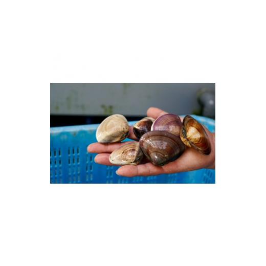 高評価続出！ ふるさと納税 千葉県 旭市 瞬間冷凍　九十九里産地はまぐり5kg【1379557】 【TM7312896286】(25760円)