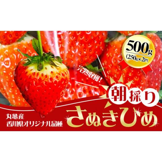 ふるさと納税 いちご 香川県 丸亀市 2026年1月中旬以降発送開始 いちご 先行予約 朝採り さぬきひめ 250g × 2パック 丸亀産 いちご イチゴ 苺 いちご美味し…