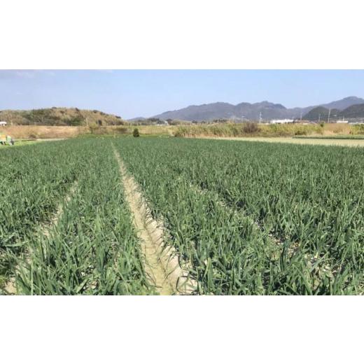 ふるさと納税 野菜類 玉ねぎ 兵庫県 南あわじ市 新玉ねぎ 淡路島南あわじ市 10kg 早生  配送4月下旬〜5月下旬 新玉ねぎ 約10kgの画像