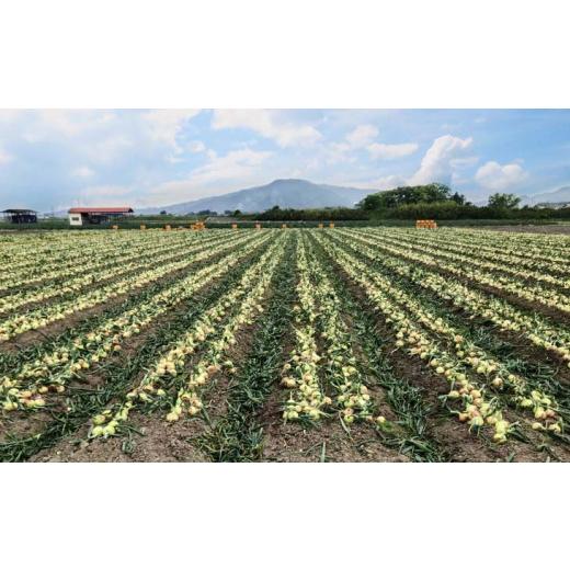 ふるさと納税 野菜類 玉ねぎ 兵庫県 南あわじ市 新玉ねぎ 淡路島南あわじ市 10kg 早生  配送4月下旬〜5月下旬 新玉ねぎ 約10kgの画像