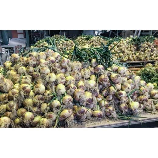 ふるさと納税 野菜類 玉ねぎ 兵庫県 南あわじ市 新玉ねぎ 淡路島南あわじ市 10kg 早生  配送4月下旬〜5月下旬 新玉ねぎ 約10kgの画像