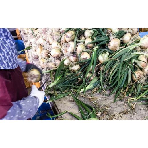 ふるさと納税 野菜類 玉ねぎ 兵庫県 南あわじ市 新玉ねぎ 淡路島南あわじ市 10kg 早生  配送4月下旬〜5月下旬 新玉ねぎ 約10kgの画像