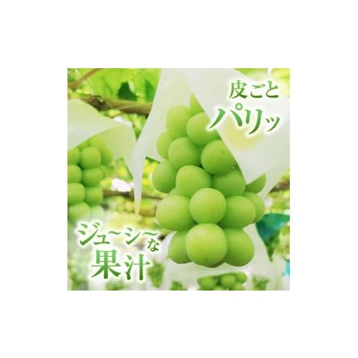 ふるさと納税 ぶどう マスカット 山梨県 甲州市  定期便 甲州市産厳選旬のシャインマスカット1kg以上2房×3回 2026年発送 （MG）D33-101 シャインマスカット …の画像