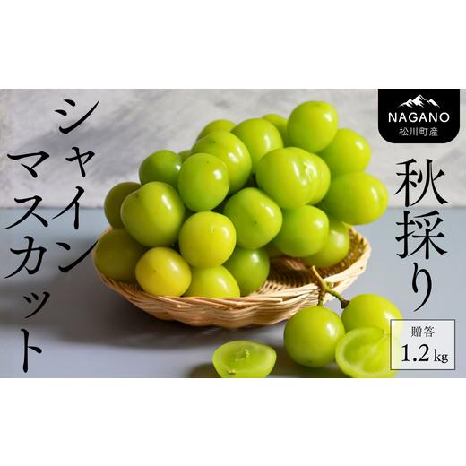 ふるさと納税 ぶどう マスカット 長野県 松川町 KG02-25A 出荷中 シャインマスカット 約1.2kg(2〜3房)2025 贈答 / 11月出荷 // 長野県 南信州 松川町 葡…