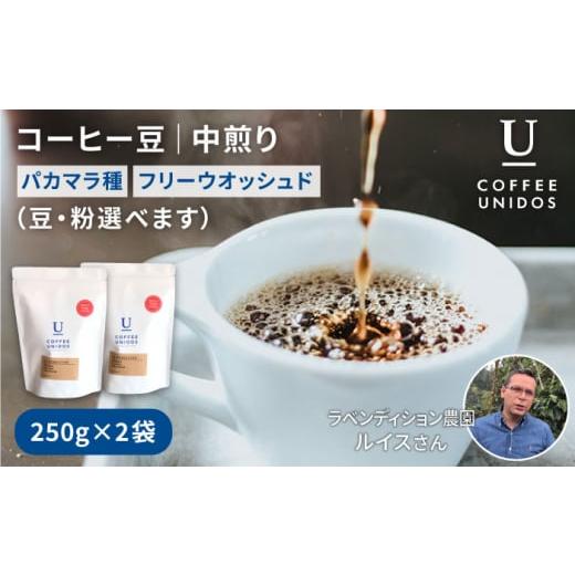 ふるさと納税 コーヒー コーヒー豆 福岡県 糸島市 粗挽き 煎り コーヒー 豆 250g × 2袋 ( 豆 ・ 粉 選べます ) ニカラグア産 ラベンディション農園 パカマ…