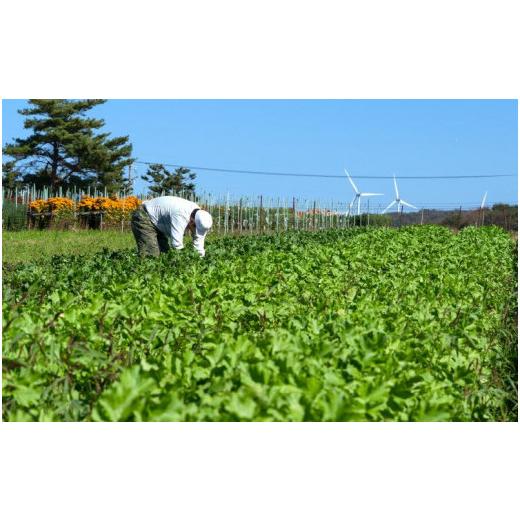 ふるさと納税 福井県 あわら市 ＜定期便 4回＞ 新鮮野菜セット 1箱 7品目以上 【春 夏 秋 冬 発送】｜furusatochoice｜08