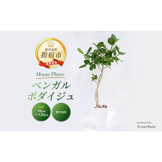 ふるさと納税 雑貨・日用品 苗木 鹿児島県 指宿市 観葉植物 ベンガルボダイジュ(フィカス・ベンガレンシス) 90cm〜120cm (Green Base/IB003-008) 南国鹿児島…