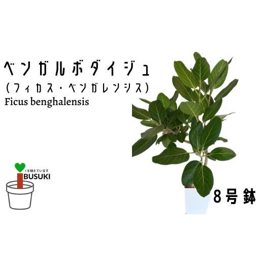 ふるさと納税 鹿児島県 指宿市 1月上旬〜発送【観葉植物】ベンガルボダイジュ(フィカス・ベンガレンシス)8号(Green Base／027-1477) 南国鹿児島県で育った 観… 