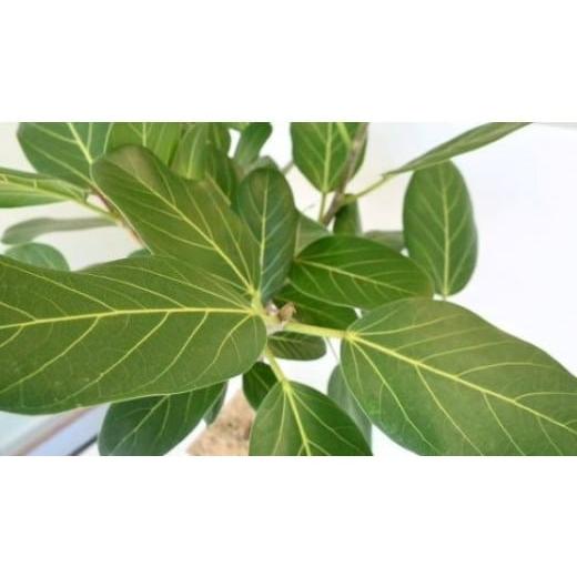 ふるさと納税 鹿児島県 指宿市 1月上旬〜発送【観葉植物】ベンガルボダイジュ(フィカス・ベンガレンシス)8号(Green Base／027-1477) 南国鹿児島県で育った 観… 