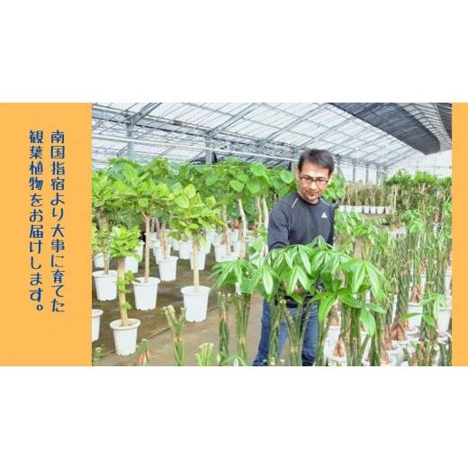 ふるさと納税 鹿児島県 指宿市 1月上旬〜発送【観葉植物】ベンガルボダイジュ(フィカス・ベンガレンシス)8号(Green Base／027-1477) 南国鹿児島県で育った 観… 