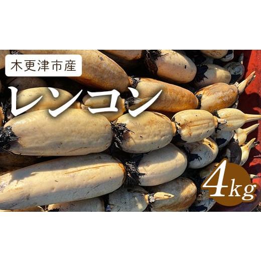 ふるさと納税 人参・大根・他根菜 千葉県 木更津市 先行予約/11月〜発送開始 木更津市産レンコン4kg KBT001 ふるさと納税 れんこん レンコン 蓮根 千葉県 木…