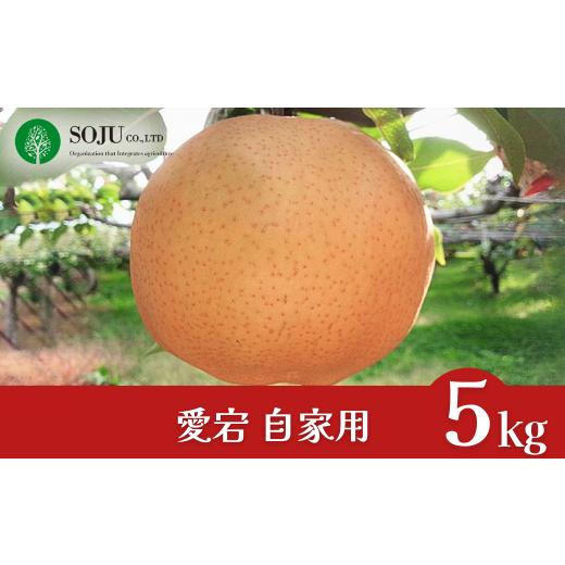 ふるさと納税 梨 新潟県 三条市 和梨 愛宕 自家用 約5kg 令和7年度 新潟県三条市産 梨 訳アリ 三条果樹専門家集団