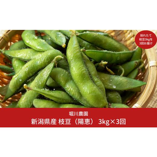 ふるさと納税 豆類 枝豆 新潟県 三条市  枝豆 定期便 3kg×3回 新潟県産 枝豆（陽恵） 2026年送りとどける分 令和8年産 朝採り枝豆3kgを3回お届け 掘り割り栽培所 090S002