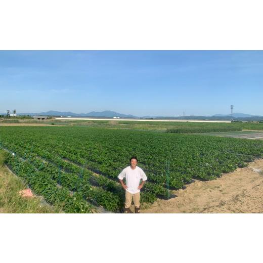 ふるさと納税 豆類 枝豆 新潟県 三条市  枝豆 定期便 3kg×3回 新潟県産 枝豆（陽恵） 2026年送りとどける分 令和8年産 朝採り枝豆3kgを3回お届け 掘り割り栽培所 090S002