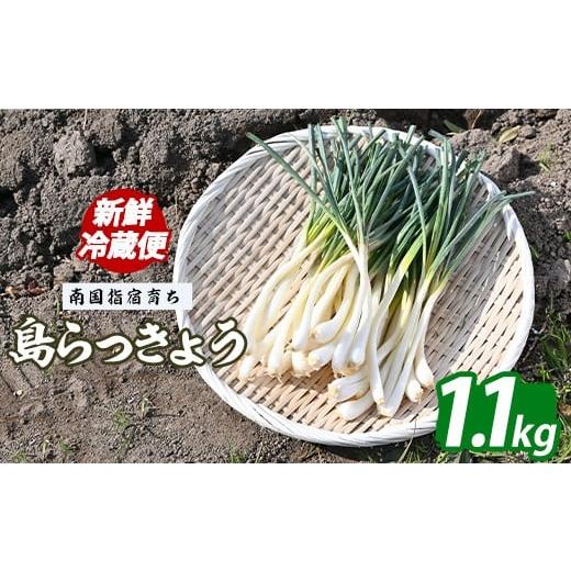 ふるさと納税 人参・大根・他根菜 鹿児島県 指宿市 2026年3月上旬〜発送 鹿児島県 指宿産 島らっきょう 約1.1kg (下処理済み)(憩いの湖畔/010-2059) らっき…