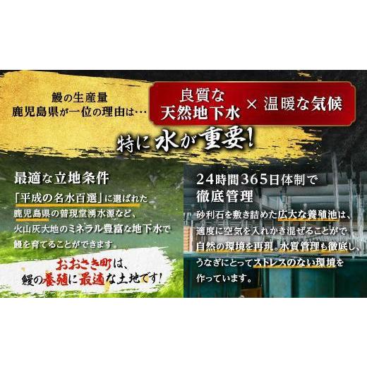 ふるさと納税 ウナギ 鹿児島県 大崎町 どーんとお届け 特大25尾 鹿児島県産長蒲焼