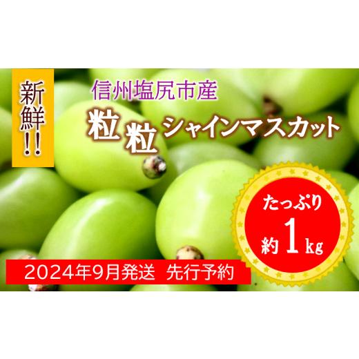 ふるさと納税 長野県 塩尻市 2024年発送 先行予約[家庭用]シャインマスカット粒 約1kg 