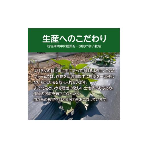 ふるさと納税 野菜類 玉ねぎ 北海道 北見市  予約：2026年10月下旬から順次発送 北見産玉ねぎ 20kg ( 機能性玉葱 サイズバラ 玉ねぎ たまねぎ タマネギ 玉葱 …の画像