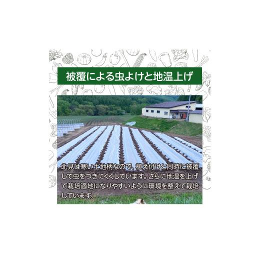 ふるさと納税 野菜類 玉ねぎ 北海道 北見市  予約：2026年10月下旬から順次発送 北見産玉ねぎ 20kg ( 機能性玉葱 サイズバラ 玉ねぎ たまねぎ タマネギ 玉葱 …の画像