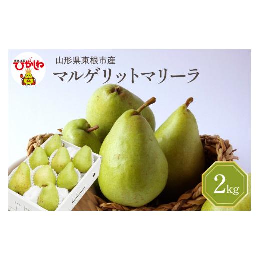 ふるさと納税 梨 山形県 東根市 2026年産 西洋梨 マルゲリットマリーラ 2kg 秀品 化粧箱入り 山形県 東根市 東根農産センター提供 hi027-188-r8 マルゲリット…