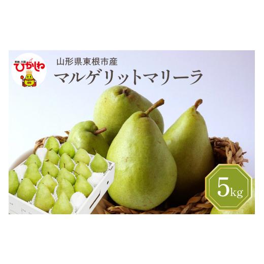 ふるさと納税 梨 山形県 東根市 2026年産 西洋梨 マルゲリットマリーラ 5kg 秀品 化粧箱入り 山形県 東根市 東根農産センター提供 hi027-189-r8 マルゲリット…