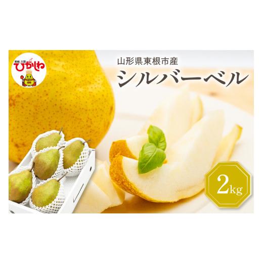 ふるさと納税 梨 山形県 東根市  2026年産 西洋梨 シルバーベル 2kg 秀品 化粧箱入り 山形県 東根市 東根農産センター提供 hi027-199-r8 シルバーベル 2kg_1