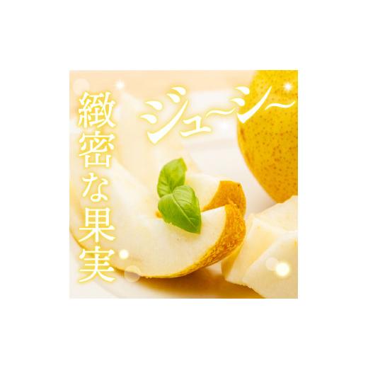 ふるさと納税 梨 山形県 東根市  2026年産 西洋梨 シルバーベル 2kg 秀品 化粧箱入り 山形県 東根市 東根農産センター提供 hi027-199-r8 シルバーベル 2kg_2