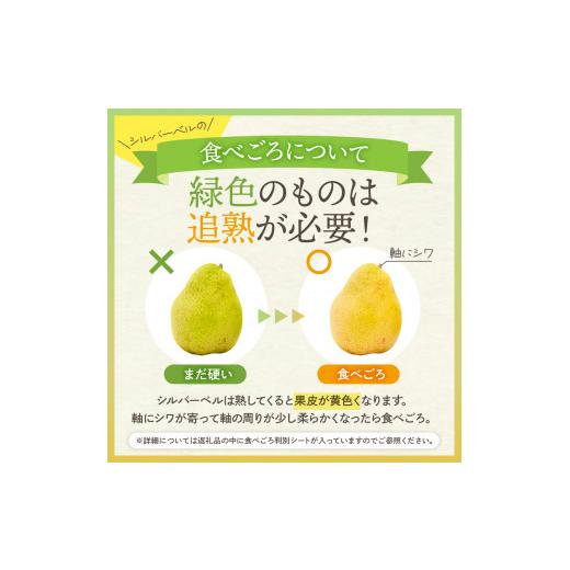 ふるさと納税 梨 山形県 東根市  2026年産 西洋梨 シルバーベル 2kg 秀品 化粧箱入り 山形県 東根市 東根農産センター提供 hi027-199-r8 シルバーベル 2kg_4