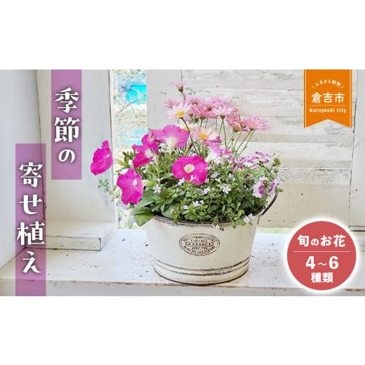 ふるさと納税 雑貨・日用品 花 鳥取県 倉吉市 順次発送 季節の寄せ植え M(4~6種類) 各月限定数量 Le Ciel お花 ギフト 花苗 苗 セット 寄せ植え 鉢植え 花…