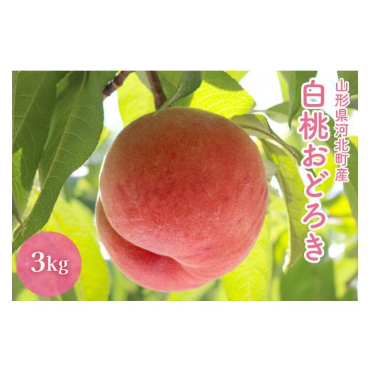 ふるさと納税 もも 山形県 河北町  令和8年産 白桃 「おどろき」 3kg かほくらし社  ka019-016e005-r8の画像