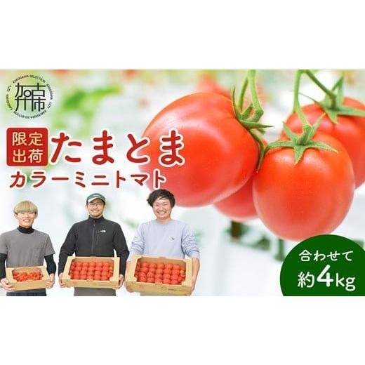 ふるさと納税 野菜類 トマト 兵庫県 加古川市 3月 たまとま+カラーミニトマト(約4kg)[ 野菜 トマト ミニトマト カラートマト 期間限定 送料無料 おすすめ …