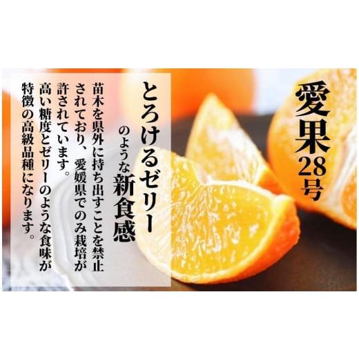 ふるさと納税 愛媛県 松山市 【早期予約受付中！2024年12月〜順次発送】みかん 愛果28号 8~13個 化粧箱入り あいか 柑橘 フルーツ 果物 贈答 贈り物 おすすめ …｜furusatochoice｜03