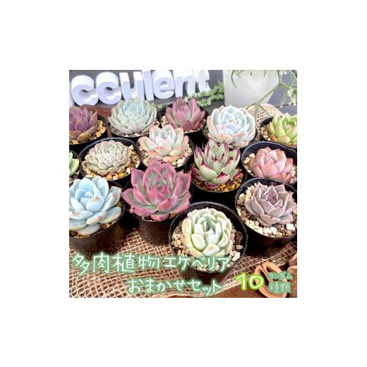 ふるさと納税 京都府 舞鶴市 多肉植物 エケベリア おまかせセット 10種類 セット 観葉植物【発送希望なし】  MYK1258840155(12500円)