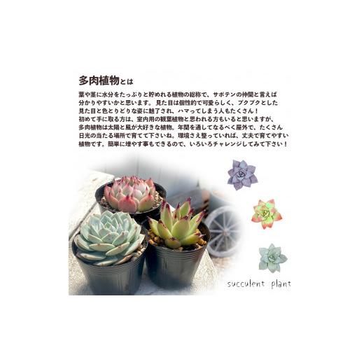 ふるさと納税 京都府 舞鶴市 多肉植物 エケベリア おまかせセット 10種類 セット 観葉植物【発送希望なし】  MYK1258840155(12500円)