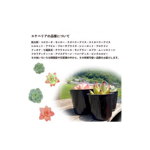 ふるさと納税 京都府 舞鶴市 多肉植物 エケベリア おまかせセット 10種類 セット 観葉植物【発送希望なし】  MYK1258840155(12500円)