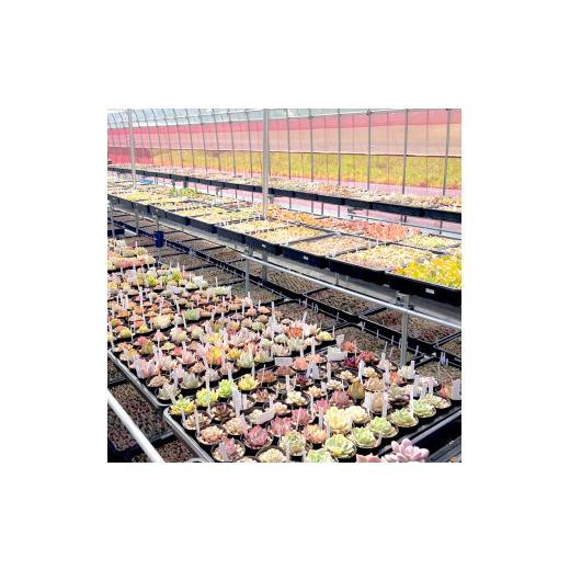 ふるさと納税 京都府 舞鶴市 多肉植物 エケベリア おまかせセット 10種類 セット 観葉植物【発送希望なし】  MYK1258840155(12500円)