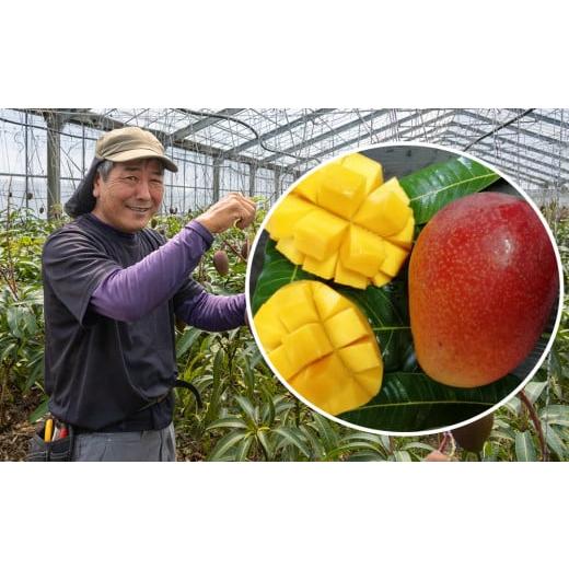 ふるさと納税 沖縄県 南風原町 【2024年発送】なか果樹園　優品　アーウィンマンゴー2kg 