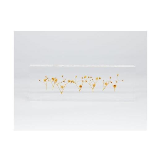 ふるさと納税 雑貨・日用品 インテリア 大阪府 河内長野市 お花を閉じ込めたアクリル置物 カスミソウ オレンジ f-ofjet インテリア オブジェ オレンジ