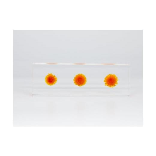 ふるさと納税 雑貨・日用品 インテリア 大阪府 河内長野市 お花を閉じ込めたアクリル置物 ヘリクリサム オレンジ f-ofjet インテリア オブジェ オレンジ