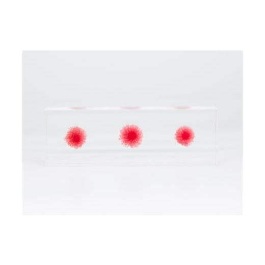 ふるさと納税 雑貨・日用品 インテリア 大阪府 河内長野市 お花を閉じ込めたアクリル置物 ヘリクリサム ピンク f-ofjet インテリア オブジェ ピンク