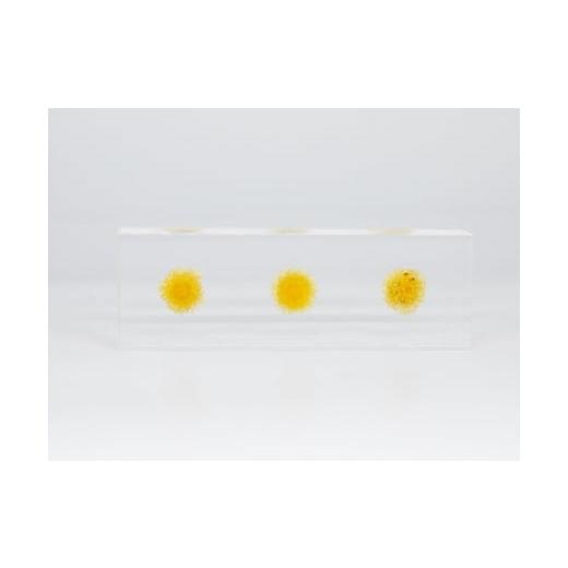 ふるさと納税 雑貨・日用品 インテリア 大阪府 河内長野市 お花を閉じ込めたアクリル置物 ヘリクリサム イエロー f-ofjet インテリア オブジェ イエロー