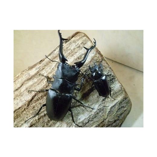 ふるさと納税 兵庫県 猪名川町 ギラファノコギリクワガタ成虫ペア飼育セット付き     商品情報    容量・ギラファノコギリクワガタ　90ミリ以上・各1匹・飼育セット（仕切り小ケース×1個、エサ皿×2個、昆虫ゼリー×10個、ココナッツマット×1袋）＊画像は参考です。発送期 G1409892675(14000円)